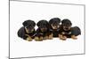 Rottweiler Puppies Laying in a Row-null-Mounted Photographic Print