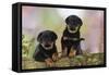 Rottweiler Puppies Looking over Log-null-Framed Stretched Canvas
