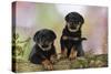 Rottweiler Puppies Looking over Log-null-Stretched Canvas