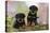 Rottweiler Puppies Looking over Log-null-Stretched Canvas