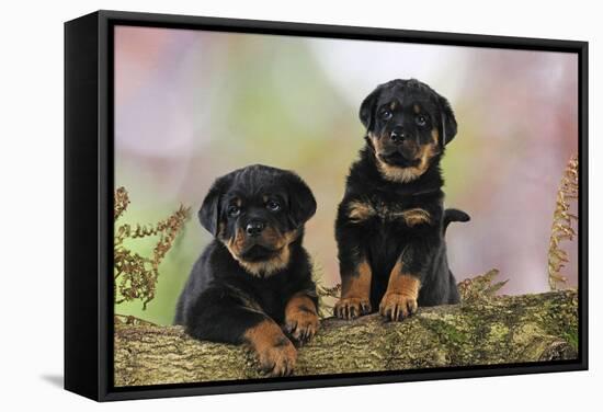 Rottweiler Puppies Looking over Log-null-Framed Stretched Canvas