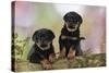 Rottweiler Puppies Looking over Log-null-Stretched Canvas