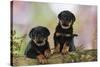 Rottweiler Puppies Looking over Log-null-Stretched Canvas