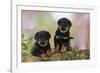 Rottweiler Puppies Looking over Log-null-Framed Photographic Print