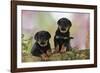 Rottweiler Puppies Looking over Log-null-Framed Photographic Print