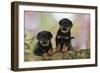 Rottweiler Puppies Looking over Log-null-Framed Photographic Print