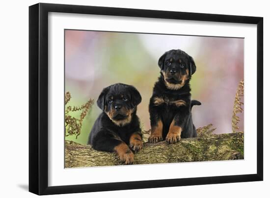 Rottweiler Puppies Looking over Log-null-Framed Photographic Print