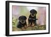 Rottweiler Puppies Looking over Log-null-Framed Photographic Print