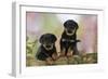 Rottweiler Puppies Looking over Log-null-Framed Photographic Print