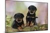 Rottweiler Puppies Looking over Log-null-Mounted Photographic Print