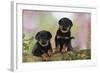Rottweiler Puppies Looking over Log-null-Framed Photographic Print