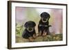 Rottweiler Puppies Looking over Log-null-Framed Photographic Print