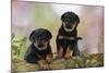 Rottweiler Puppies Looking over Log-null-Mounted Photographic Print