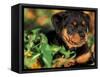 Rottweiler Puppy in Grass-Adriano Bacchella-Framed Stretched Canvas