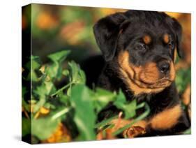 Rottweiler Puppy in Grass-Adriano Bacchella-Stretched Canvas