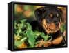 Rottweiler Puppy in Grass-Adriano Bacchella-Framed Stretched Canvas