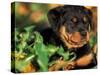 Rottweiler Puppy in Grass-Adriano Bacchella-Stretched Canvas