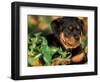 Rottweiler Puppy in Grass-Adriano Bacchella-Framed Premium Photographic Print