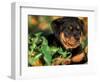 Rottweiler Puppy in Grass-Adriano Bacchella-Framed Premium Photographic Print