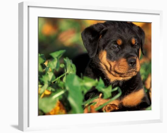 Rottweiler Puppy in Grass-Adriano Bacchella-Framed Photographic Print