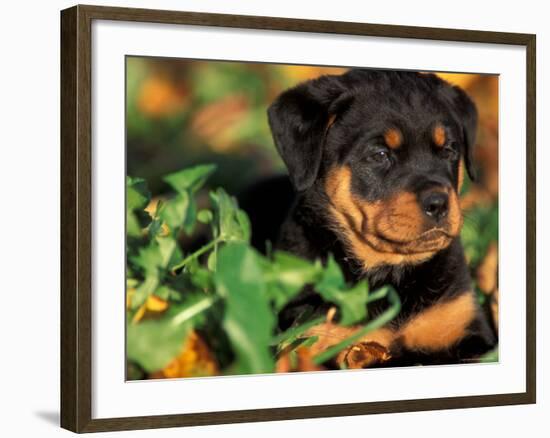 Rottweiler Puppy in Grass-Adriano Bacchella-Framed Photographic Print