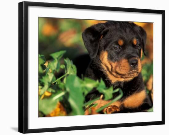 Rottweiler Puppy in Grass-Adriano Bacchella-Framed Photographic Print