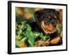 Rottweiler Puppy in Grass-Adriano Bacchella-Framed Photographic Print