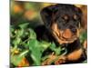 Rottweiler Puppy in Grass-Adriano Bacchella-Mounted Photographic Print