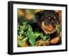 Rottweiler Puppy in Grass-Adriano Bacchella-Framed Photographic Print