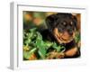 Rottweiler Puppy in Grass-Adriano Bacchella-Framed Photographic Print