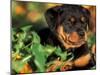 Rottweiler Puppy in Grass-Adriano Bacchella-Mounted Photographic Print