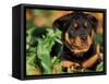 Rottweiler Puppy in Leaves-Adriano Bacchella-Framed Stretched Canvas