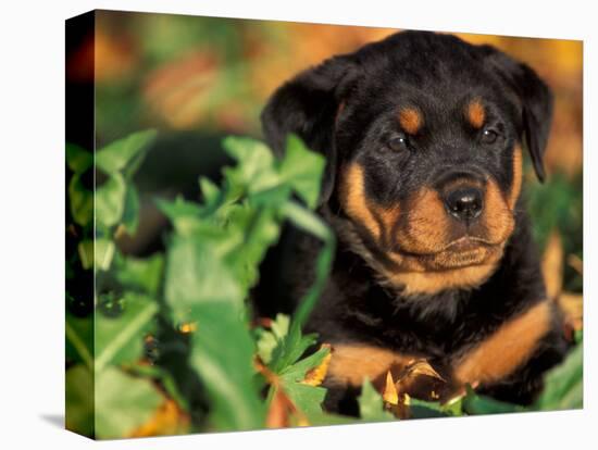 Rottweiler Puppy in Leaves-Adriano Bacchella-Stretched Canvas