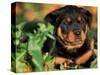 Rottweiler Puppy in Leaves-Adriano Bacchella-Stretched Canvas