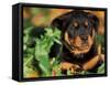 Rottweiler Puppy in Leaves-Adriano Bacchella-Framed Stretched Canvas