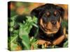 Rottweiler Puppy in Leaves-Adriano Bacchella-Stretched Canvas