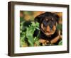Rottweiler Puppy in Leaves-Adriano Bacchella-Framed Premium Photographic Print