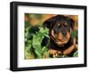 Rottweiler Puppy in Leaves-Adriano Bacchella-Framed Premium Photographic Print