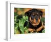 Rottweiler Puppy in Leaves-Adriano Bacchella-Framed Premium Photographic Print