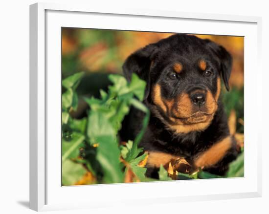 Rottweiler Puppy in Leaves-Adriano Bacchella-Framed Photographic Print