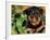 Rottweiler Puppy in Leaves-Adriano Bacchella-Framed Photographic Print