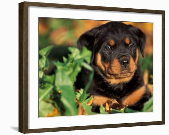 Rottweiler Puppy in Leaves-Adriano Bacchella-Framed Photographic Print