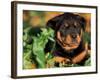 Rottweiler Puppy in Leaves-Adriano Bacchella-Framed Photographic Print