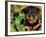 Rottweiler Puppy in Leaves-Adriano Bacchella-Framed Photographic Print