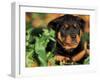 Rottweiler Puppy in Leaves-Adriano Bacchella-Framed Photographic Print