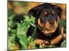 Rottweiler Puppy in Leaves-Adriano Bacchella-Mounted Photographic Print