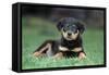 Rottweiler Puppy Lying Down in Grass-null-Framed Stretched Canvas