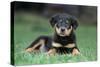 Rottweiler Puppy Lying Down in Grass-null-Stretched Canvas