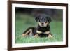 Rottweiler Puppy Lying Down in Grass-null-Framed Photographic Print