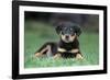 Rottweiler Puppy Lying Down in Grass-null-Framed Photographic Print